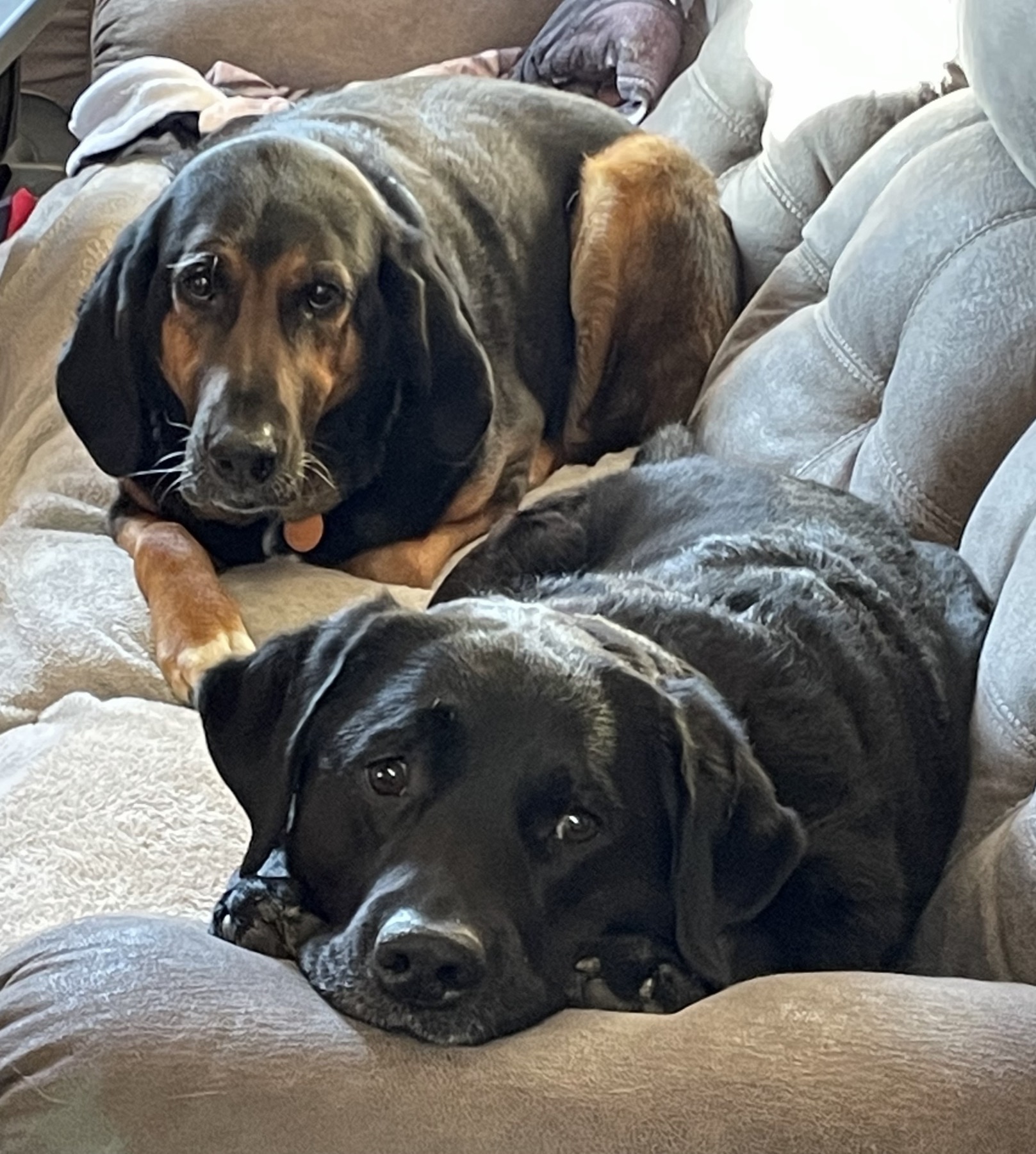 A hound and a black Labrador resting together on a couch