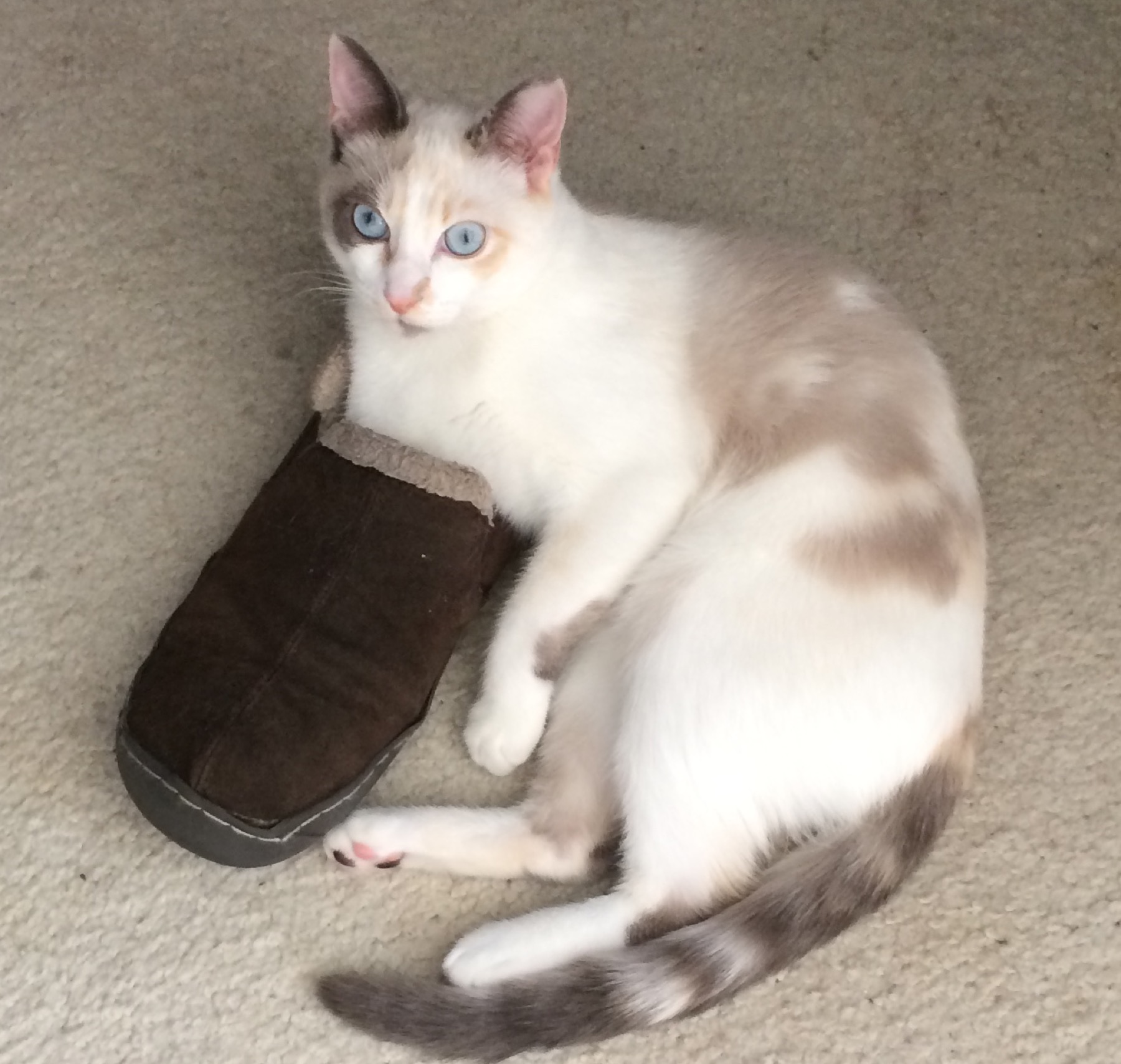 A cream-point cat curled up beside a slipper at home